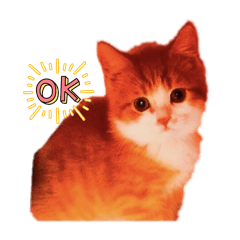 とわくんの日常②