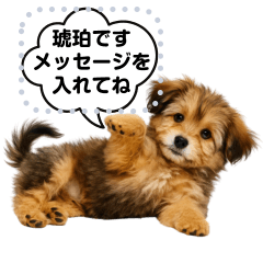 できる不動産営業犬 琥珀のメッセージ