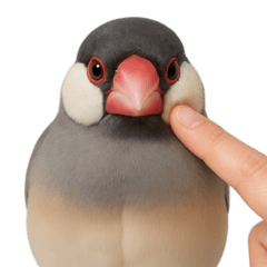 【どうぶつの島】文鳥の島