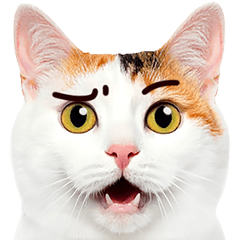 猫の顔写真❤️楽しく使える日常会話