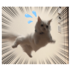 はちきんガール