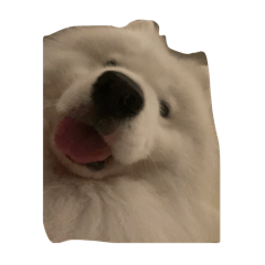 caesar salad the dog