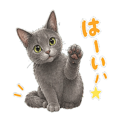 【毎日使える】ロシアンブルーのノアちゃん