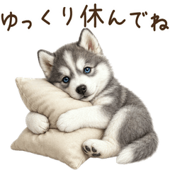 一年中使える♪シベリアンハスキー 子犬