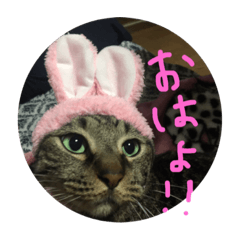 私のペットひなちゃんのスタンプ