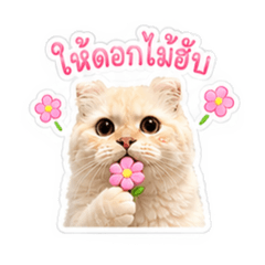 Thisisalotofcats_20260516202822