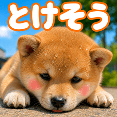 とびだす★暑い★わんこ★柴犬★犬★夏いぬ