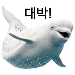 BIG! ずっと使えるシロイルカ（韓国語）