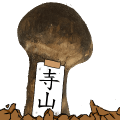 松茸研究家寺山さんのマツタケ