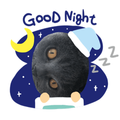 トイプーとブリティーのご挨拶