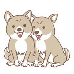 可愛くってたまらん柴犬1