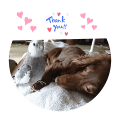 犬と鳥さん2 - Dax and Birb