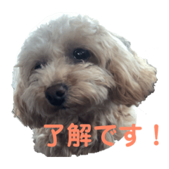 ピッコロトイプーのご挨拶編