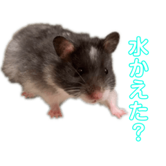 ハムスターと私たち