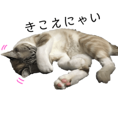 わがやのカギしっぽくん