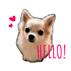 パルとグレースのご挨拶１