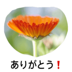 何気ない写真と日常会話