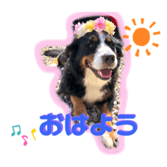 バーニーズ親子《日常会話》