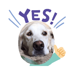 ワンこ日常用語