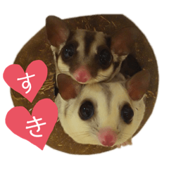 伊藤家のフクロモモンガ