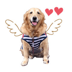 ゴールデンーだいちゃん