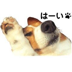 コギ男のスタンプ