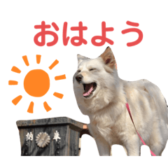 犬と猫の暮らし(きなこ、マロン、チータ)