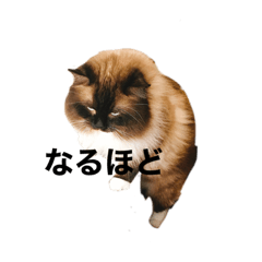 ラグドールだよ