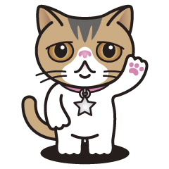 エキゾチック・ショートヘア　ソフィ