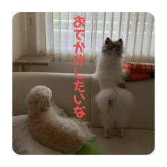 ともやす家のわんにゃんず