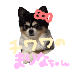 チワワのまりなちゃん