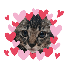 キジトラ kijitora cat