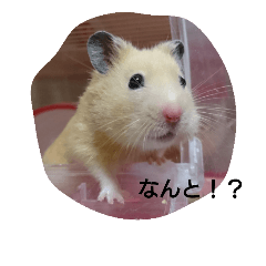 ハムスターのまる