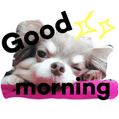 チワワせの輪 ②