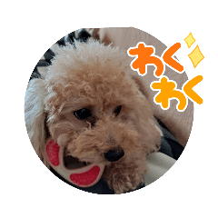 犬のきもち　トイプードル