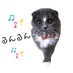 可愛いねこのごまちゃんスタンプ