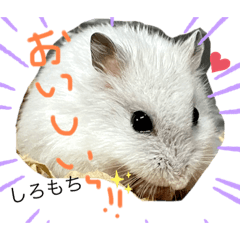 しろもちのきもち