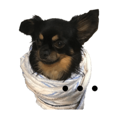 こたすたんぷー