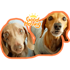 ミニチュアのレイネオ(^ ^)