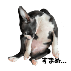 ボストンテリア集