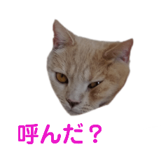 猫ちゃんStampss