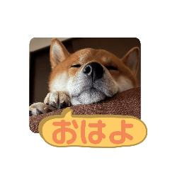 どんちゃんねるスタンプ