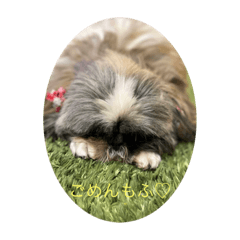 今日も千花さん