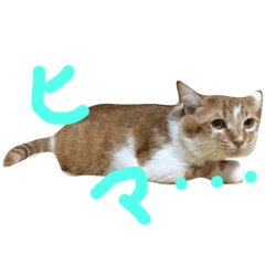 ニャンコすたんぷ