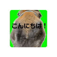 馬であいさつ【其の壱】