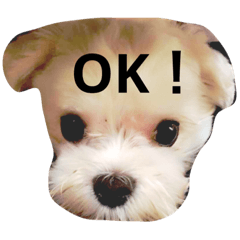 犬の三兄弟！使えるスタンプ！！