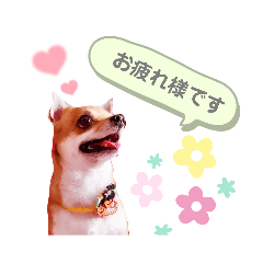 よく使う文字入り♡ペット