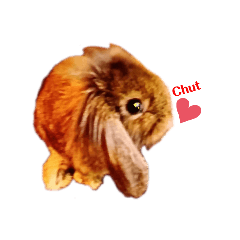 こんちは、うさぎのcocoaです。