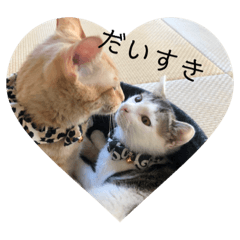 茶トラと白きじ