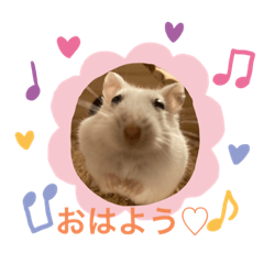 pearl white hamster REN